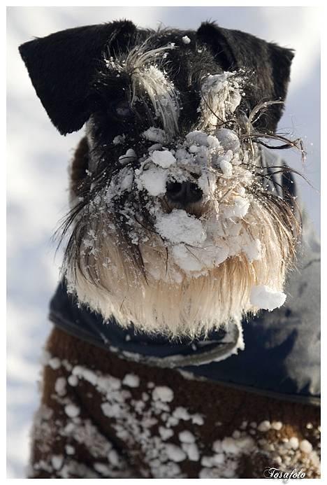 Dvaergschnauzer Kiki RIP 010611 - NYT 220107 billede 8
