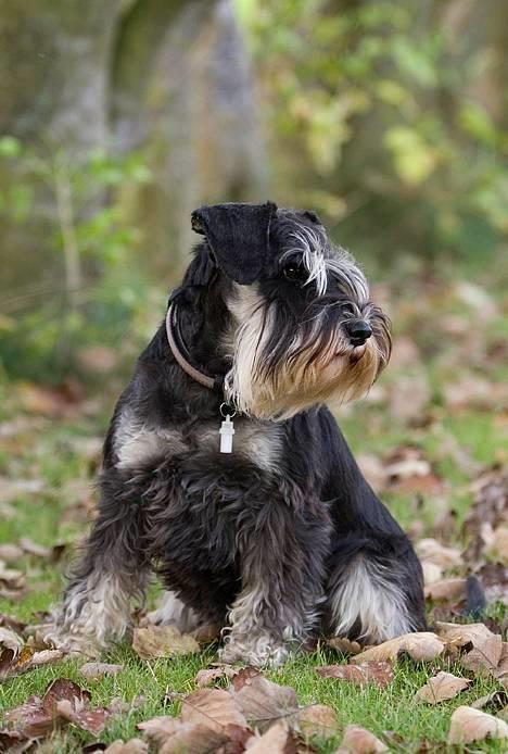 Dvaergschnauzer Kiki RIP 010611 - NYT 7.10.06 billede 9