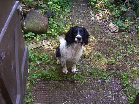 Engelsk springer spaniel Coco - Jeg har brug for en føntørrer! billede 4