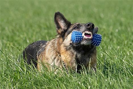 Schæferhund Scully RIP 090210 - NYT 050506 . Scully med hendes bedste legetøj ..PIVSEN  billede 20