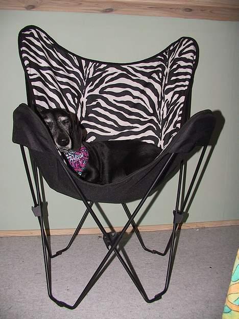 Gravhund Long John +DØD+ - John i min hygge stol... billede 4