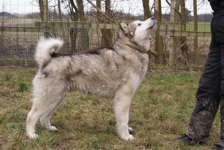 Alaskan malamute First Balto *himmelhund* billede 1