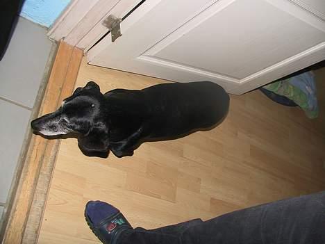 Gravhund Long John +DØD+ - Long John fra oven... billede 5