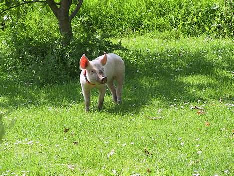 Gravhund Long John +DØD+ - Grisen, før John opdagede den... billede 6
