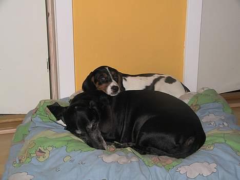 Gravhund Long John +DØD+ - John og vores nye hund, B.B. King billede 7