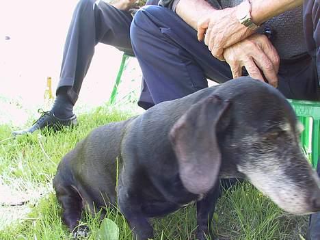 Gravhund Long John +DØD+ - Elskede at hygge i solen. billede 8