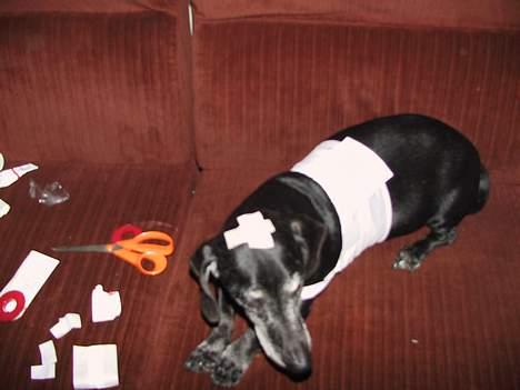 Gravhund Long John +DØD+ - John som "syg" med "mavesår". Jeg lege dyrlæge med ham ;-D billede 9