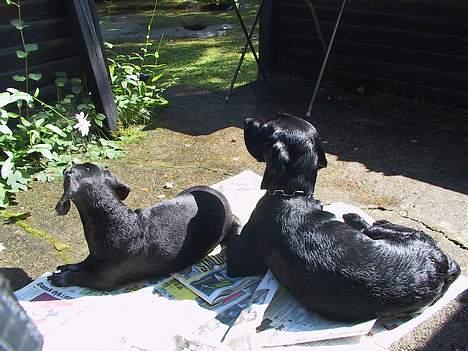 Gravhund Long John +DØD+ - John sidste sommer i Hals sammen med hans bedste ven Sofus billede 11