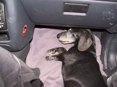 Gravhund Long John +DØD+ - Han blev lidt træt på vejen derop. billede 12