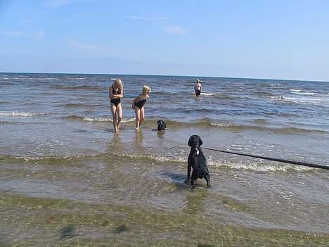 Gravhund Long John +DØD+ - John og Sofus i vandet. billede 14