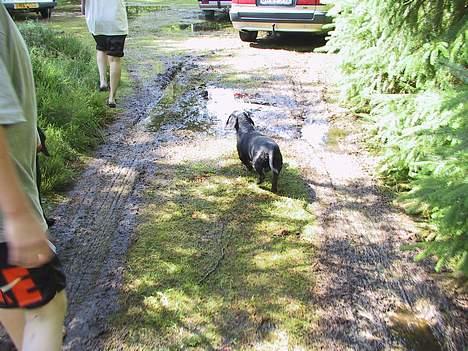 Gravhund Long John +DØD+ - Sommerhus i Hals billede 15