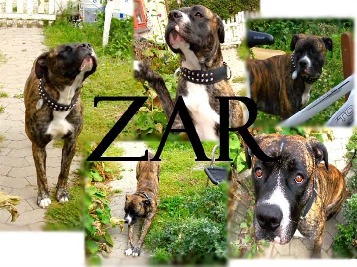 Amerikansk staffordshire terrier Zar - Velkommen til Zar´s profil.. smid gerne en bedømmelse og en kommentar ;) billede 1