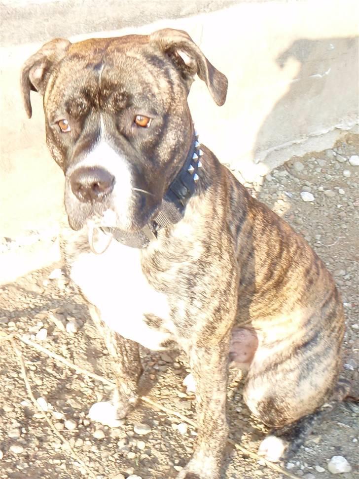 Amerikansk staffordshire terrier Zar billede 2