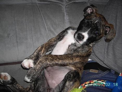 Amerikansk staffordshire terrier Zar billede 3