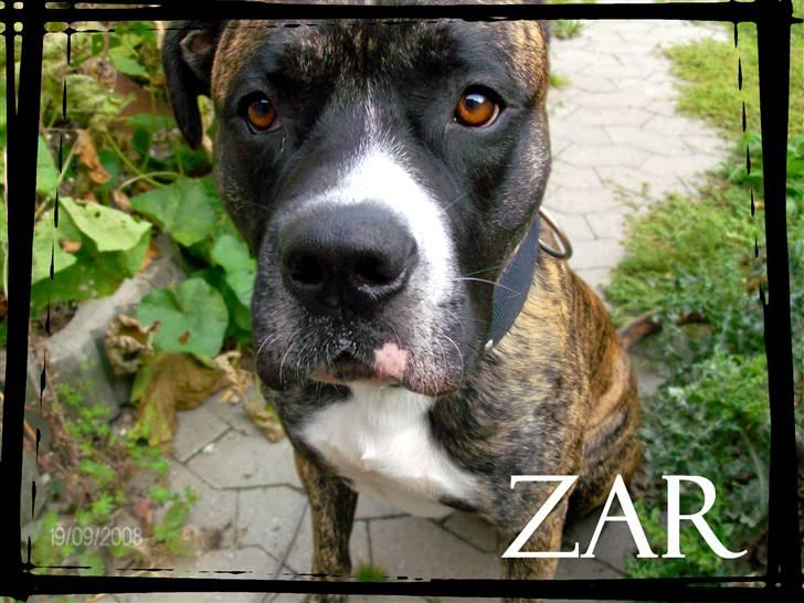 Amerikansk staffordshire terrier Zar - Kan man blive smukkere? tror jeg ikke (; billede 4