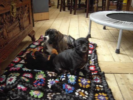 Amerikansk staffordshire terrier Zar billede 5