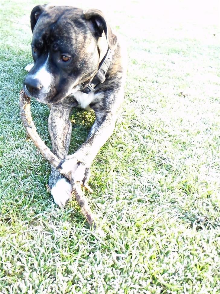 Amerikansk staffordshire terrier Zar billede 6