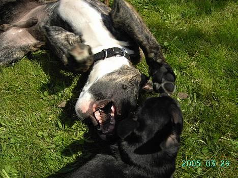 Amerikansk staffordshire terrier Zar billede 7