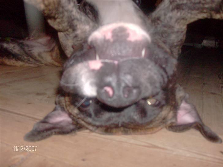 Amerikansk staffordshire terrier Zar billede 8