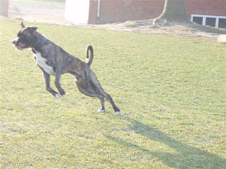 Amerikansk staffordshire terrier Zar billede 9