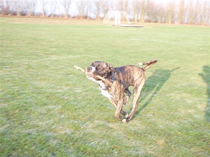 Amerikansk staffordshire terrier Zar billede 10