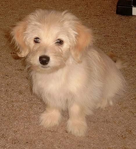 Bichon havanais Cuban Silky Dreams Ayshia - Nu er jeg blevet lidt større - men jeg er stadig meget meget meget sød :D billede 8