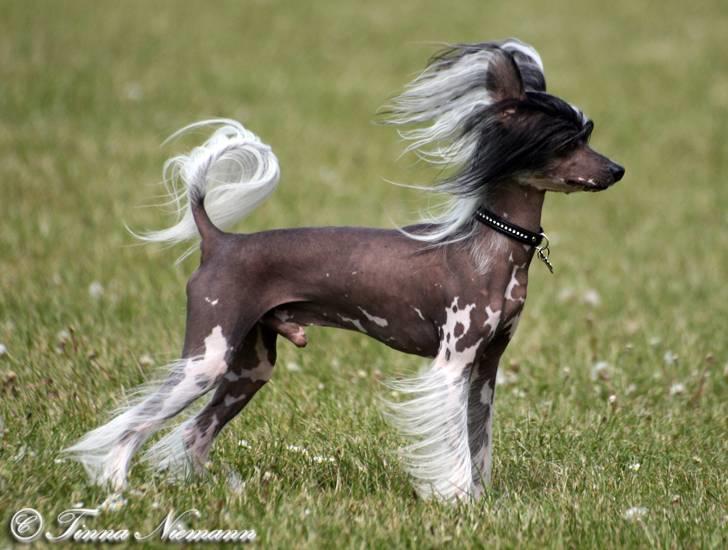 Chinese crested hårløs Caprioso Ram-Ses-Mi - Puha, det blæser lidt ;D (maj 08) billede 4