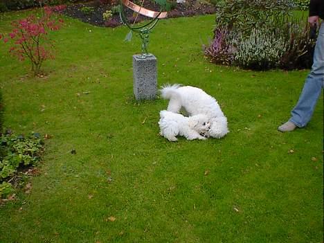 Bichon à poil frisé Lucky - Her leger jeg med Baloo, det er mig den lille billede 16