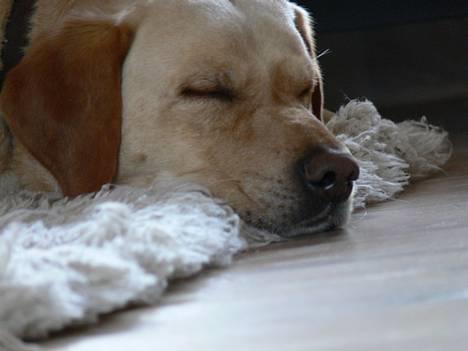 Labrador retriever Luffe - Min nuttede Gufer<3<3<3 billede 1