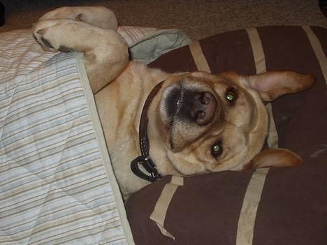 Labrador retriever Luffe - Her er han kravlet ind under et tæppe hihi.. billede 2