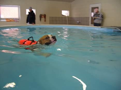 Amerikansk bulldog Holmegaards Scheik - den store svømmer Mitch ...... billede 4