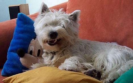 West highland white terrier Gizmo - Gizmo gaber billede 12