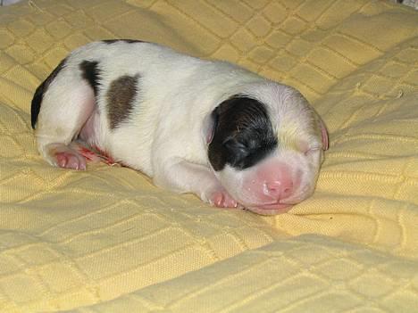 Staffordshire bull terrier Jeanty's staff Mira - Her er jeg helt nyfødt! billede 13