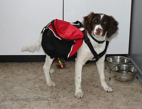 Kleiner münsterländer Abbi - Se hvad jeg har fået af Far er de ikke fine billede 8