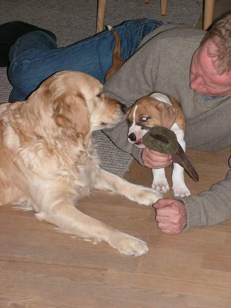 Amerikansk staffordshire terrier Kenzo - 8 uger og sammen med mine forøldres golden billede 4
