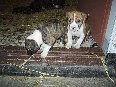 Amerikansk staffordshire terrier Kenzo billede 5