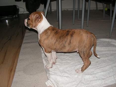 Amerikansk staffordshire terrier Kenzo - ca 10 uger billede 6