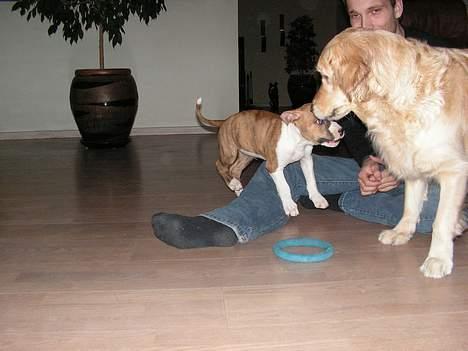 Amerikansk staffordshire terrier Kenzo billede 7