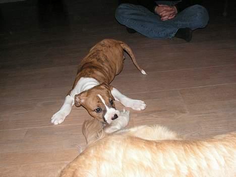 Amerikansk staffordshire terrier Kenzo billede 8