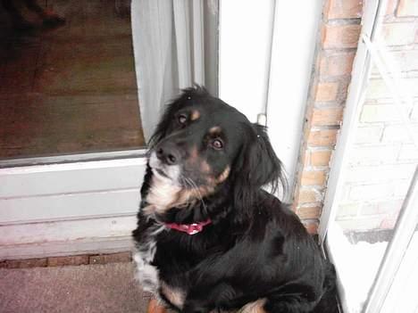 Blanding af racer Futte billede 5