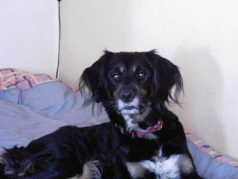 Blanding af racer Futte billede 6