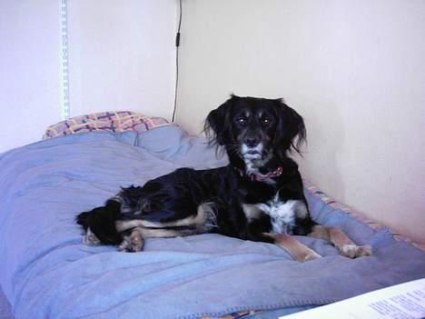 Blanding af racer Futte billede 7