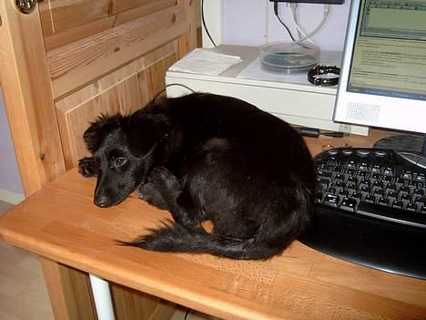 Blanding af racer Bølle solgt til ex konen - Et rigtig hundeliv billede 16