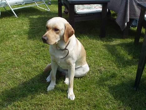 Labrador retriever Luffe - Her sidder han og stener.. billede 3
