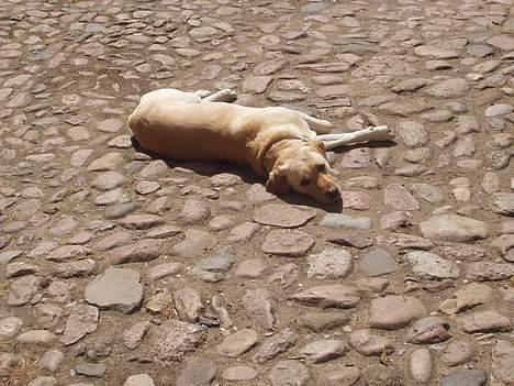 Labrador retriever Luffe - Her nyder man solen... billede 4