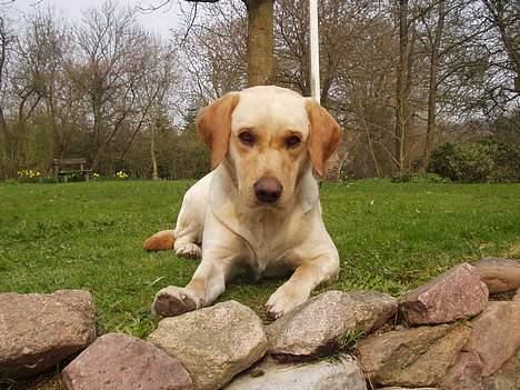 Labrador retriever Luffe - Hvad hører jeg dog...? billede 5