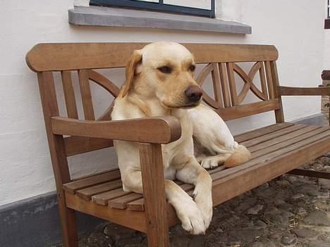 Labrador retriever Luffe - Her ligger han på vores bænk.. billede 6
