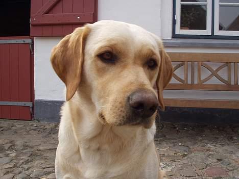 Labrador retriever Luffe - Hej folkens...=) billede 7