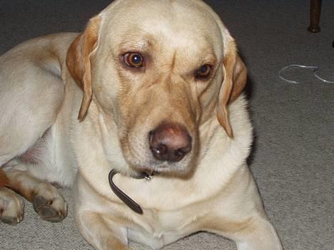 Labrador retriever Luffe - Se mine lækre chocolade-øjne! billede 8