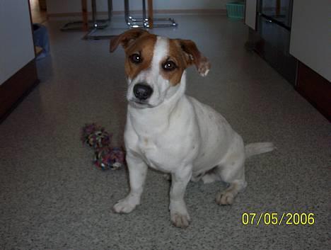 Jack russell terrier Monster - Nyeste ! billede 1